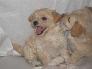 Vand pui bichon havanez