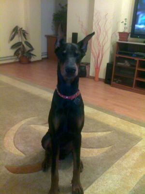 Vand catei  Dobermann
