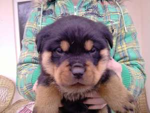 Rottweiler siperb la super pret