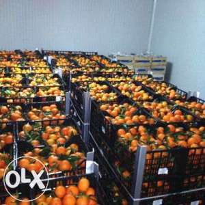 ortanik pentru suc si consum cat si portocale grecia