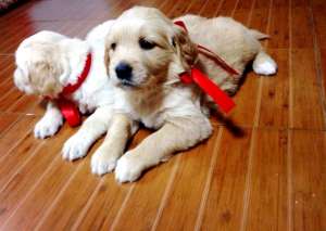 Vand pui Golden Retriever,  exemplare superbe!