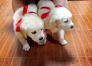 Vand pui Golden Retriever,  exemplare superbe!