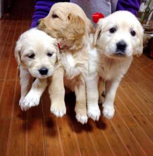 Vand pui Golden Retriever,  exemplare superbe!