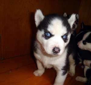 VAND PUI DE HUSKY SIBERIAN SUPERBI