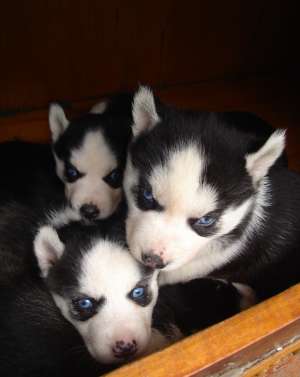 VAND PUI DE HUSKY SIBERIAN SUPERBI