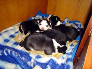 VAND PUI DE HUSKY SIBERIAN SUPERBI