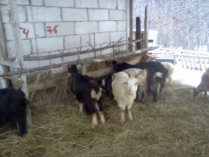 capre 50 de bucati