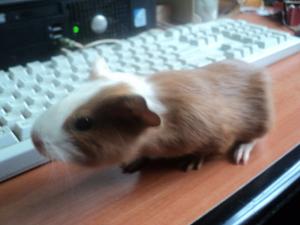 Vand Porcusori de guineea