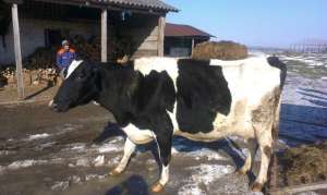 Vand vaca holstein garantat 35kg de lapte