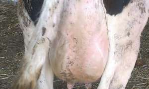 Vand vaca holstein garantat 35kg de lapte
