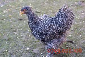 oua de incubat si puisori de la gaini de brahma
