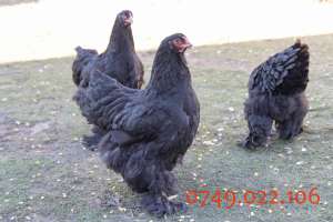 oua de incubat si puisori de la gaini de brahma