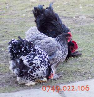 oua de incubat si puisori de gaina din rasa cochinchina urias