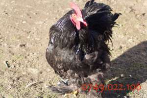 oua de incubat si puisori de gaina din rasa cochinchina urias