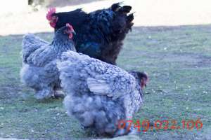 oua de incubat si puisori de gaina din rasa cochinchina urias