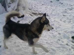 husky siberian 150 euro