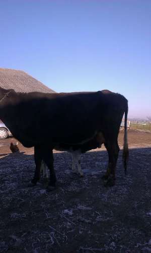 Vand vaca bruna cu vitel la a 2 fatare