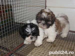 ShihTzu !!!!