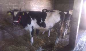 Vand 4 juninci Holstein gestante, 