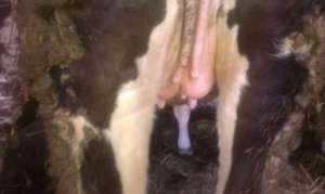 Vand 4 juninci Holstein gestante, 