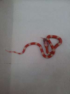Milk Snake