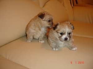 Vanzare bichon