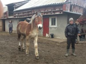 Iapa si manz semigreu