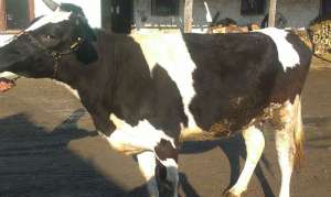 Vand 4 juninci Holstein gestante in 5-7luni, 