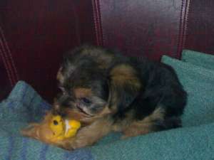 vand pui yorkshire terrier