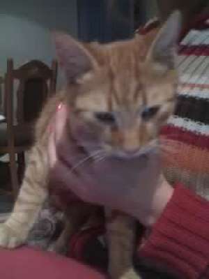 Ofer spre adoptie motanel roscat tigrat
