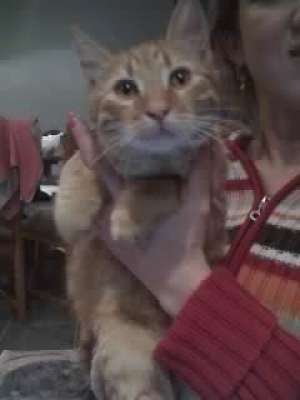 Ofer spre adoptie motanel roscat tigrat
