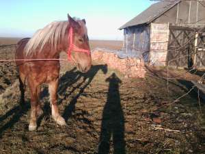 manz sargas