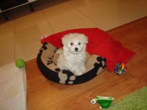 Vand bishon maltese