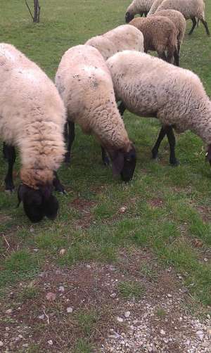 Vand  150 oi carabase fatate pe alese la bucata sau la turma , 