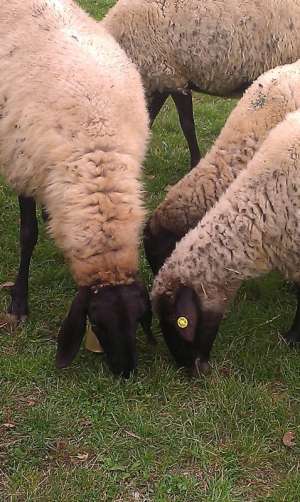 Vand  150 oi carabase fatate pe alese la bucata sau la turma , 