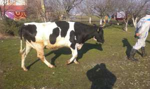 Vand juninci Holstein gestante in 5-7luni,  n