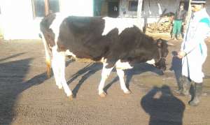Vand juninci Holstein gestante in 5-7luni,  n