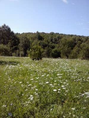 Teren 5000mp ,  Rm Valcea,   2 EUR pe mp