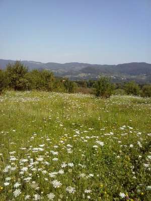 Teren 5000mp ,  Rm Valcea,   2 EUR pe mp