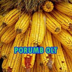 Vindem seminte de porumb OLT