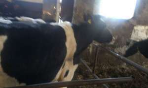 Vand 2vaci holstein rasa pura si 4 juninci. vacile sunt gestante in 7 luni, 