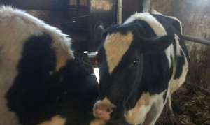 Vand 2vaci holstein rasa pura si 4 juninci. vacile sunt gestante in 7 luni, 