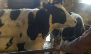 Vand 2vaci holstein rasa pura si 4 juninci. vacile sunt gestante in 7 luni, 