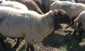 Vand   oi carabase fatate pe alese la bucata sau la turma , 