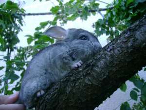 Vand chinchila -chinchilla- ca pet