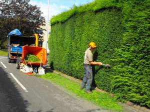 Gard viu verde permanent