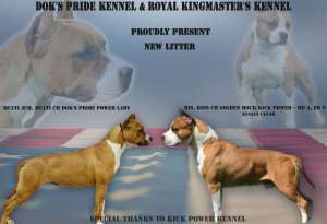 Amstaff - calitate show