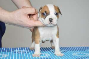 Amstaff - calitate show