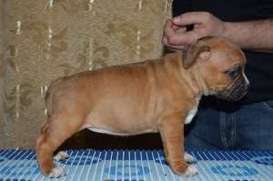 Amstaff - calitate show