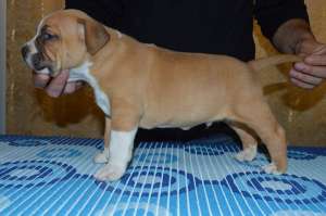 Catei Amstaff